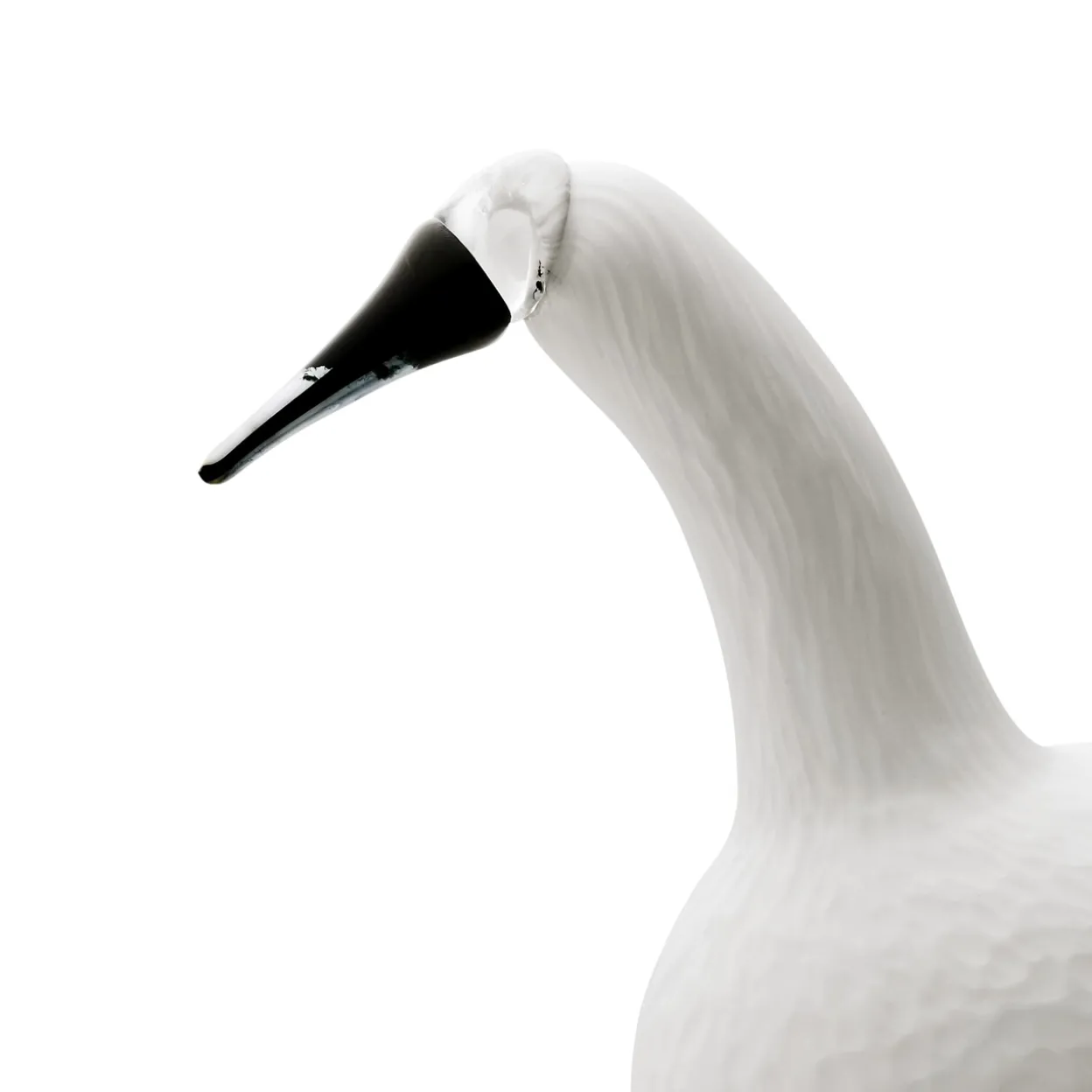 Karjalan laulujoutsen valkoinen 330x210